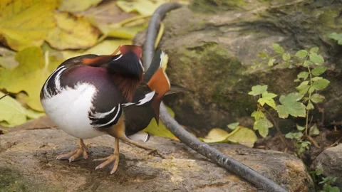Close view of mandarin duck Stock Footage 256897483