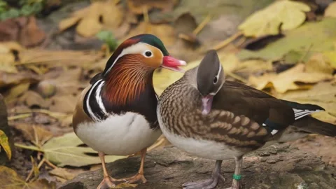 Close view of mandarin duck Stock Footage 256898115