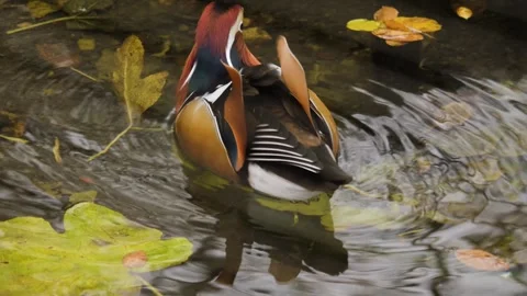 Close view of a A mandarin duck sitting Stock Footage 257031918