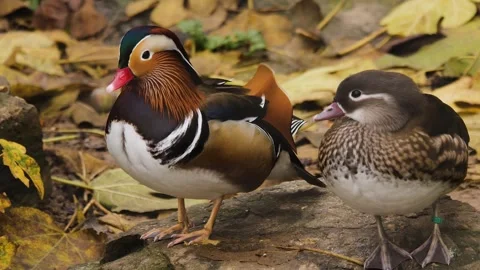 Close view of a A mandarin duck sitting Stock Footage 257032943