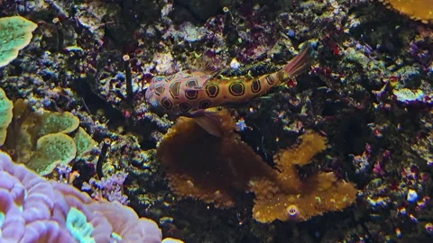  Close view of Mandarin fis Stock Footage 269826997