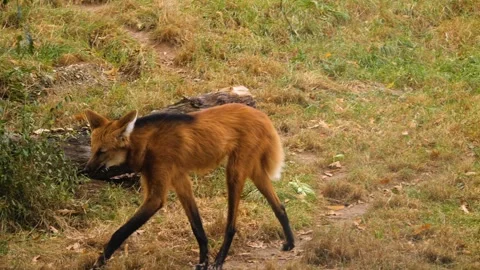 Close view of a maned wolf walking Stock Footage 261247962