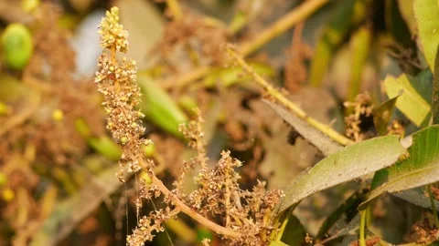 Close-up view of mango tree flowering, Flowers on mango tree Stock-Footage 151947212