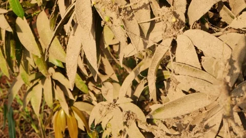 Close-up view of mango tree leaves filled with dust, Dust on mango tree leaves Vidéo 151949342