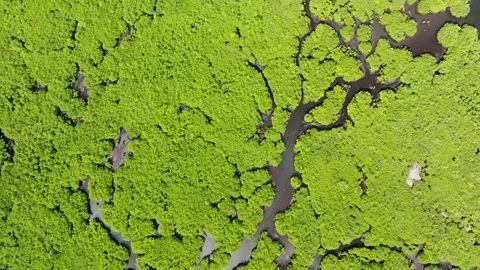 Close view of mangrove forest with tidal channels. Siargao, Philippines. Stock Footage 321378773