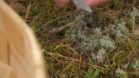 Close up view of man's hand with a knife cuts off the root of chanterelle. Stock Footage 126292483