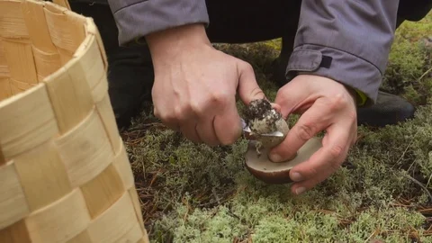 Close up view of man's hand with a knife cuts a Cep Mushroom in the forest. Stock Footage 126292511
