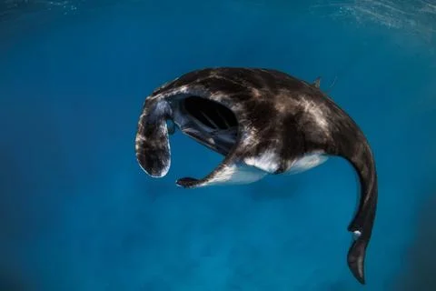 Close up view of manta ray fish. Big devil fish in blue ocean Foto stock