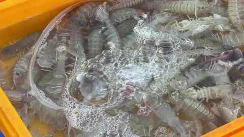 Close view of mantis shrimps beneath bubbling water in a plastic container Stock Footage 327138016