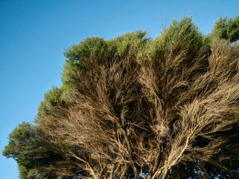 Close-up view of manuka tree canopy with green leaves and dry twigs Stock Photos