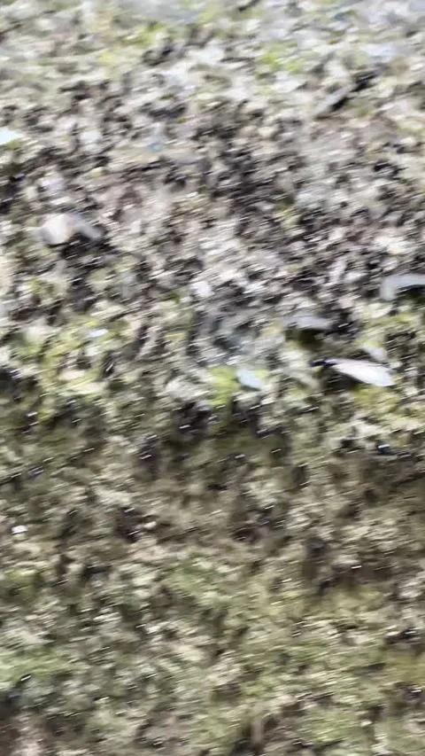 Close-up view of many black ants crawling on mossy stone surface                 Stock Footage 310950058