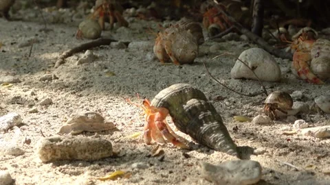 Close up view of many hermit crabs with different shells crawling over the sand Stock Footage 348612220