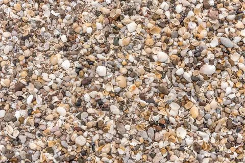 Close view of many seashells on the beach. Stock Photos