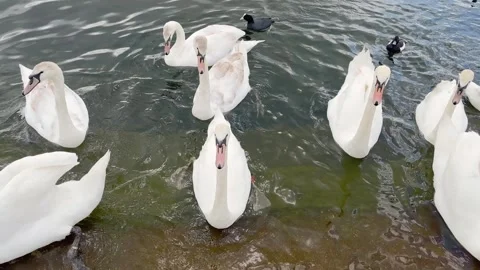 Close up view of many swans in water at famous public park Stock Footage 299715713