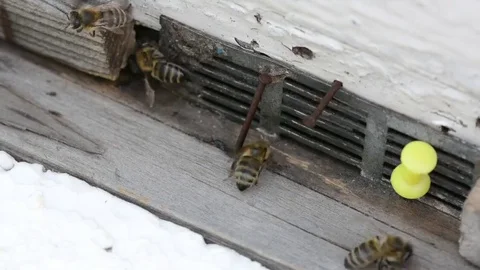 Close-up view of many working bees. Summer time. Private home apiary. HD video. Stock-Footage 69161888