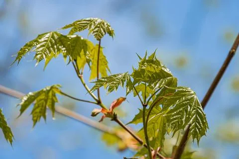 Close-up view of a maple leaf cluster against a blurred blue background, va.. Stock Photos