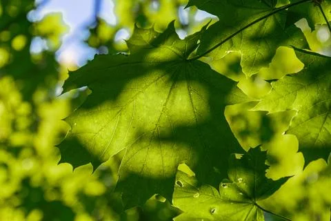 Close-up view of a maple leaf cluster in an autumn forest, with green leaves  Stock Photos