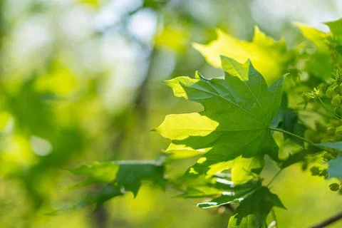 Close-up view of maple leaves against a blurred background, transitioning f.. Stock Photos