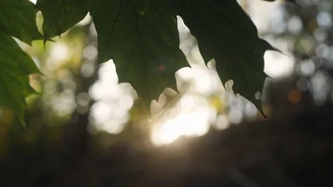 Close up view of maple leaves Stock Footage 163644456