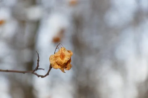 Close up view of maple toes on branch against a out of focus background Stock Photos