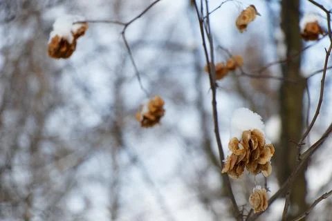 Close up view of maple toes on branches covered with snow in winter Stock Photos