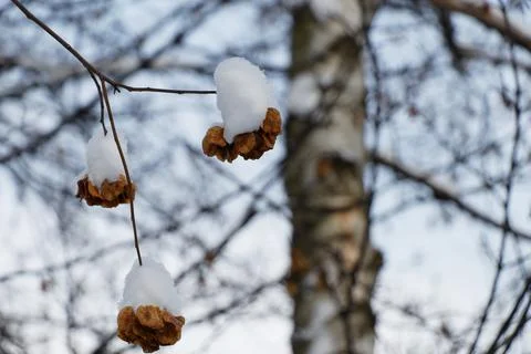 Close up view of maple toes on branches covered with snow in winter Stock-Fotos