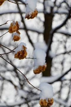 Close up view of maple toes on branches covered with snow in winter Stock Photos