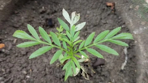 Close-up view of a marigold sapling growing in a clay pot Stock Footage 315440179