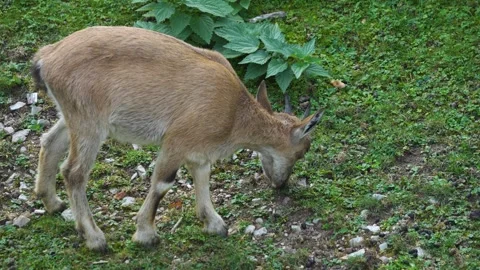 Close view of a markhor goat  Stock Footage 272805774
