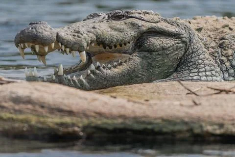 Close-up view of a Marsh Crocodile resting on a rocky island Stock Photos