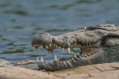 Close-up view of a Marsh Crocodile resting on a rocky island Stock Photos