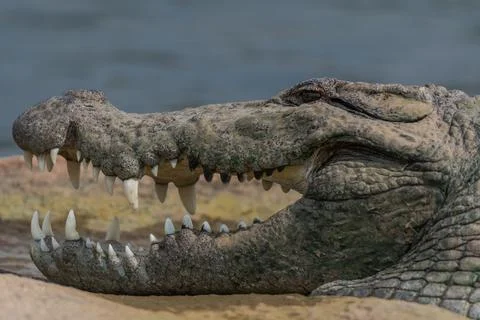 Close-up view of a Marsh Crocodile resting on a rocky island Stock Photos