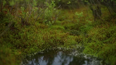 Close view marsh puddle with dark water and green plants 스톡 동영상 101050172