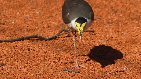 Close view of a masked lapwing bird Stock Footage 273632344