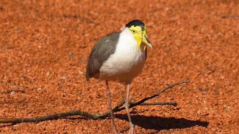 Close view of a masked lapwing bird  Stock Footage 275534666