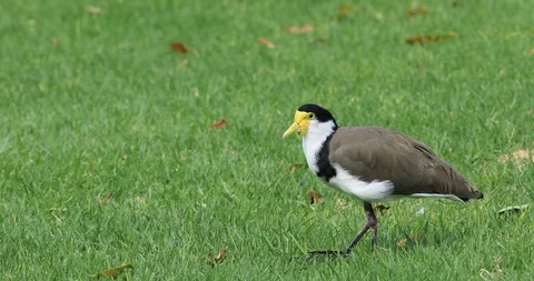 Close view Masked Lapwing, Vanellus miles 4K. Stock Footage 108490141