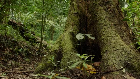 Close-up view of a massive moss-covered tree trunk in a lush tropical fores.. Stock Footage 345021406