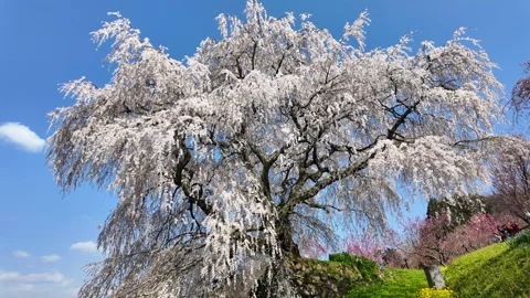 Close-up view of Matabei weeping cherry tree in full bloom, Nara, Japan Video stock 337099544