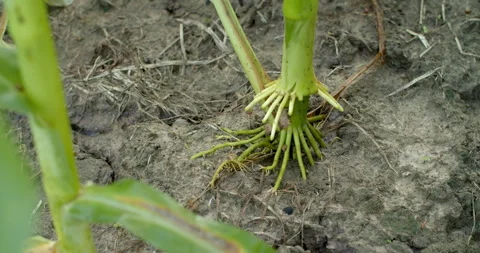 Close view of mature corn roots firmly anchored into the soil. Stock Footage 321798126