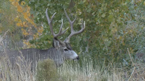 Close View of Mature Mule Deer Buck Surrounded by Thick Cover Stock Footage 117658374