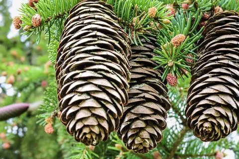 Close-up view of mature pine cones hanging from a green fir tree branch Stock Photos