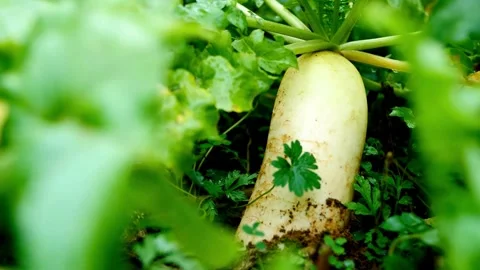 Close-up view of a mature white radish growing in a garden bed Stock Footage 309545680