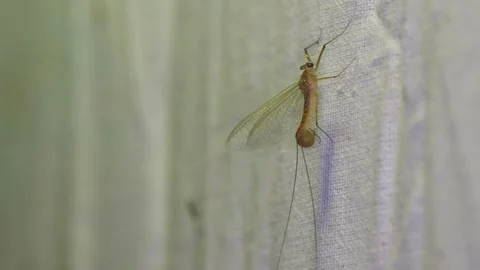 Close up view of mayfly resting on fabric Stockbeeldmateriaal 333940557