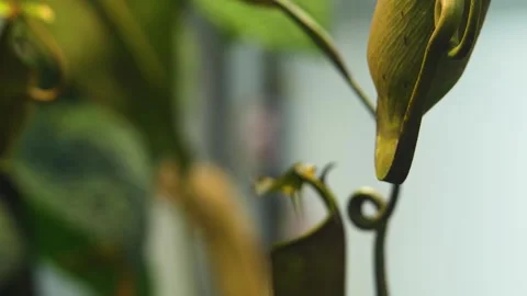 Close view of meat-eating pitcher plant Stock Footage 265817184
