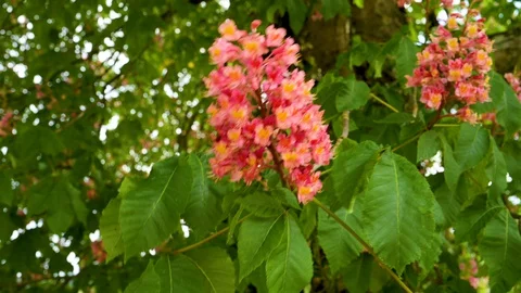 Close-up view of meat red coloured blossoms of a purple chestnut Stock Footage 129709012
