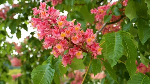 Close-up view of meat red coloured blossoms of a purple chestnut Stock Footage 129709036