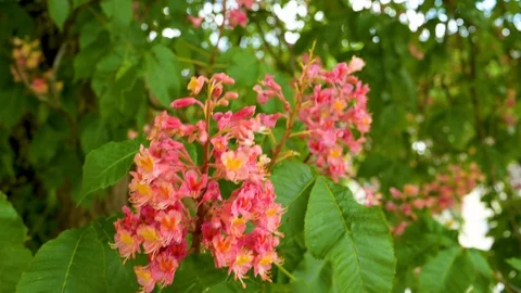 Close-up view of meat red coloured blossoms of a purple chestnut Stock Footage 129709634