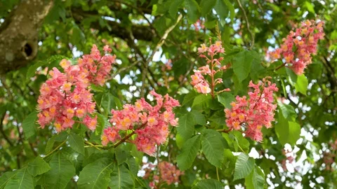 Close-up view of meat red coloured blossoms of a purple chestnut Stock Footage 129710872