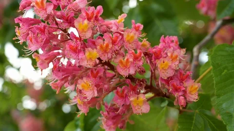 Close-up view of meat red coloured blossoms of a purple chestnut Stock Footage 129711263