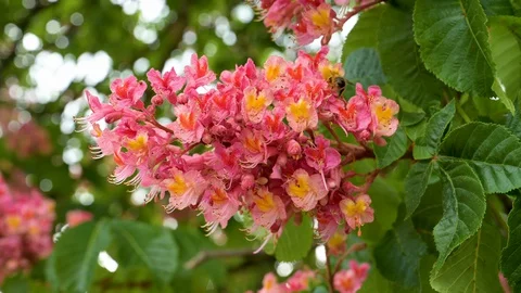 Close-up view of meat red coloured blossoms of a purple chestnut Stock Footage 129723122